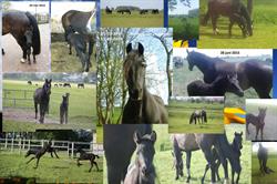 D.A.P. Dijkman en paardenhouderij, Marsum openingstijden