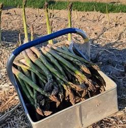 Asperge boerderij van der Velde, Herkingen openingstijden