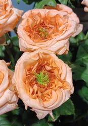 Anne-moon tijd voor bloemen, Dalfsen openingstijden