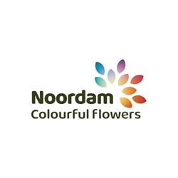 Noordam Colourful Flowers, De Lier openingstijden