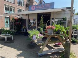 Bellis Bloemwerk Nijmegen, openingstijden