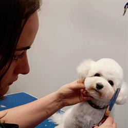 Trendy Paws Trimsalon, Helmond openingstijden