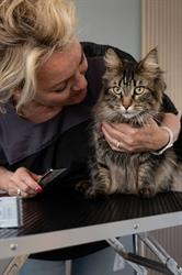 Purrfect Cat Care, Nieuwerkerk aan den IJssel openingstijden