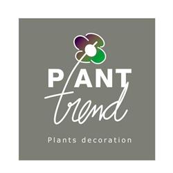 Plant Trend B.V., Aalsmeer openingstijden