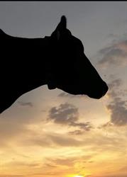 Holsteinbio, Oosterzee openingstijden