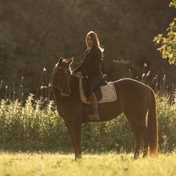 The way of the Silk classical horse training and personal coaching, Bleiswijk openingstijden