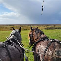 Gezusters Merks bv, Schiermonnikoog openingstijden