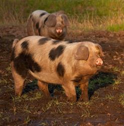 Boerderijwinkel 't Zwien Drents (H)eerlijk scharrelvarkensvlees, Gees openingstijden