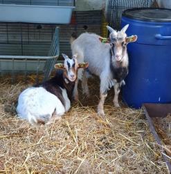 Kinderboerderij Veendam openingstijden
