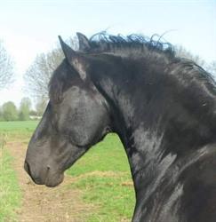 www.facebook.com/VanDerWardtpensioenpaarden, Woudenberg openingstijden