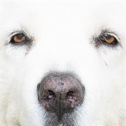 Haal alles uit je hond, Babberich openingstijden